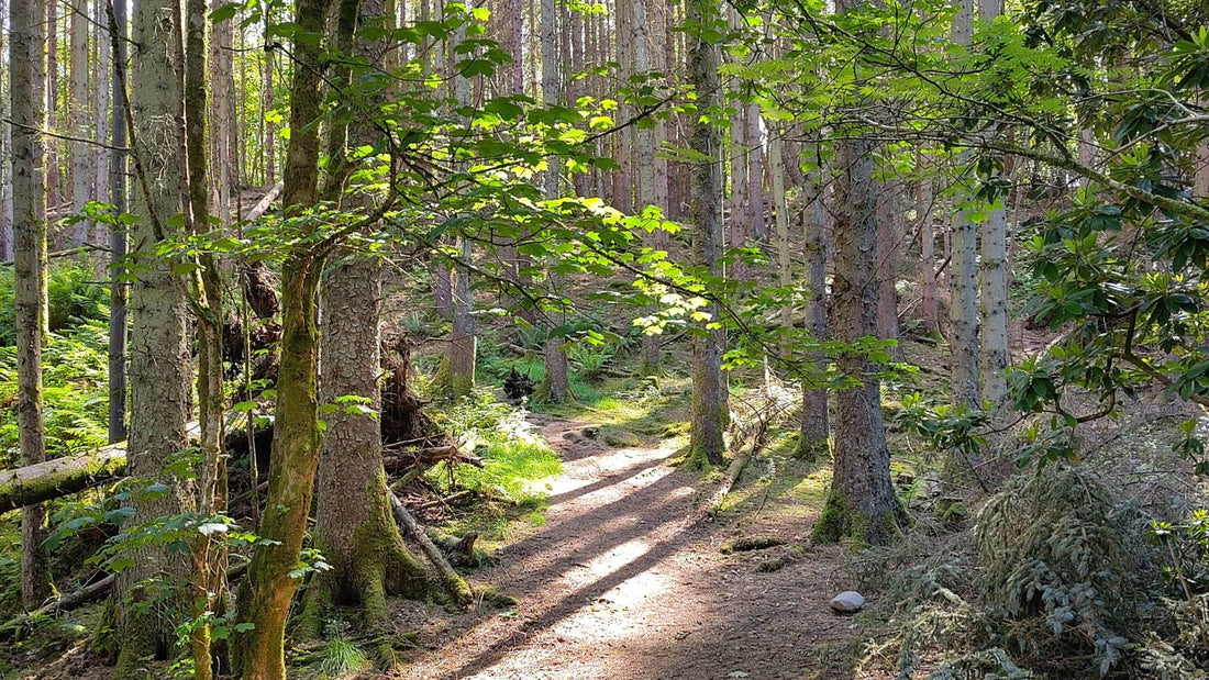 Borthwick x Wild Pines Forest Bathing