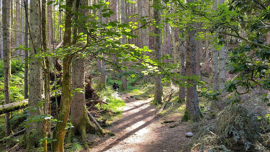 Borthwick x Wild Pines Forest Bathing